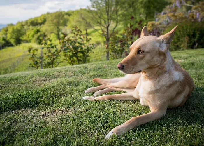 カントリーハウス Le Cetinelle